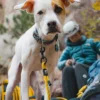 TNF™ Pet Leash TNF™ Pet Leash