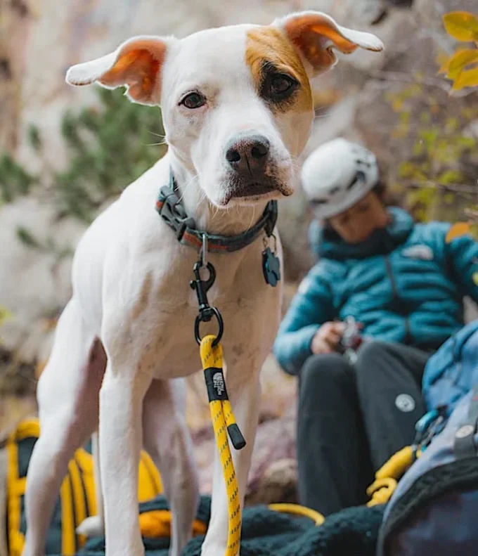 TNF™ Pet Leash TNF™ Pet Leash